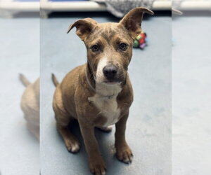American Staffordshire Terrier-Unknown Mix Dogs for adoption in Lakewood, CO, USA
