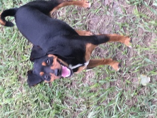 Miniature Pinscher Dogs for adoption in Brooksville, FL, USA