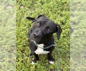 American Staffordshire Terrier Dogs for adoption in Fort Lauderdale, FL, USA