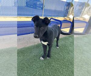 Great Pyrenees-Unknown Mix Dogs for adoption in HESPERIA, CA, USA