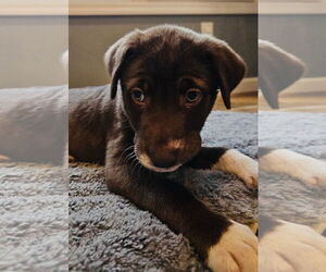 Labrador Retriever-Unknown Mix Dogs for adoption in Germantown, OH, USA