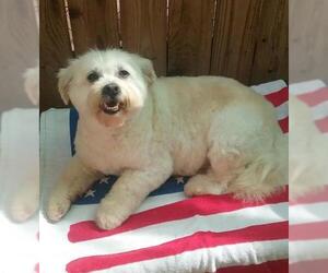 Maltipoo Dogs for adoption in Apple Valley, CA, USA