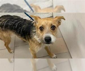 Cairn Terrier Dogs for adoption in Santa Barbara, CA, USA