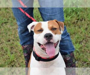 Small American Bulldog-American Staffordshire Terrier Mix