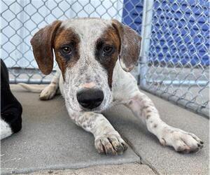 Basset Hound-Unknown Mix Dogs for adoption in Bakersfield, CA, USA
