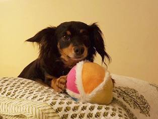 Papshund Dogs for adoption in Nashville, TN, USA