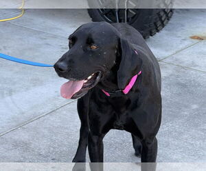 Labrador Retriever Dogs for adoption in Clovis, CA, USA