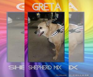German Shepherd Dog-Unknown Mix Dogs for adoption in Franklinton, LA, USA