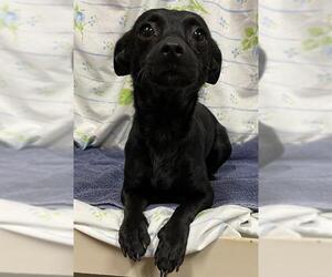 Chihuahua-Unknown Mix Dogs for adoption in Modesto, CA, USA