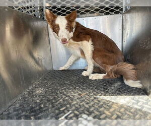 Border Collie Dogs for adoption in HESPERIA, CA, USA