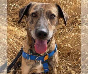 Mountain Cur-Unknown Mix Dogs for adoption in Sunnyvale, CA, USA