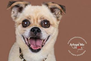 Pug Dogs for adoption in Cincinnati, OH, USA