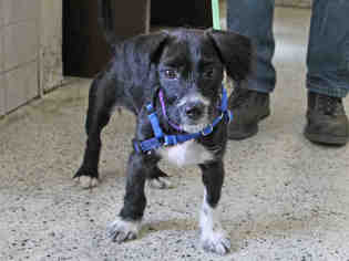 Bocker Dogs for adoption in San Francisco, CA, USA