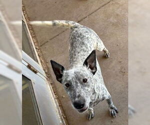 Mutt Dogs for adoption in Pampa, TX, USA