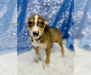 Retriever -Unknown Mix Dogs for adoption in Clarkesville, GA, USA
