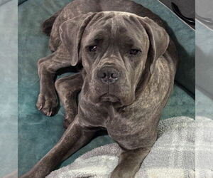 Mutt Dogs for adoption in Goodyear, AZ, USA