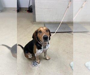 Treeing Walker Coonhound Dogs for adoption in Santa Maria, CA, USA