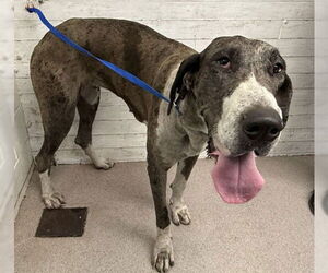 Great Dane Dogs for adoption in San Bernardino, CA, USA