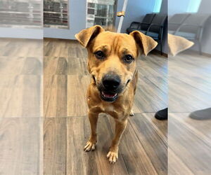 Black Mouth Cur-Unknown Mix Dogs for adoption in Hilton Head, SC, USA