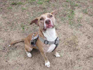 Boxador Dogs for adoption in Plano, TX, USA