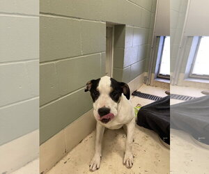 Labrador Retriever-Unknown Mix Dogs for adoption in Webster, WI, USA