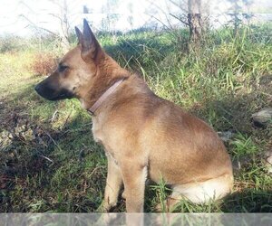 German Shepherd Dog-Unknown Mix Dogs for adoption in Fort Scott, KS, USA