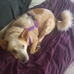 Red Heeler-Unknown Mix Dogs for adoption in Austin, TX, USA
