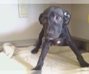 Black and Tan Coonhound-Unknown Mix Dogs for adoption in Sacramento, CA, USA