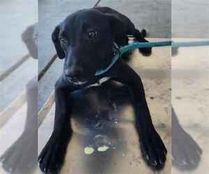Border Collie-Unknown Mix Dogs for adoption in Bakersfield, CA, USA