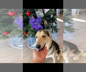 German Shepherd Dog-Siberian Husky Mix Dogs for adoption in FRAMINGHAM, MA, USA