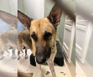 German Shepherd Dog Dogs for adoption in Webster, WI, USA