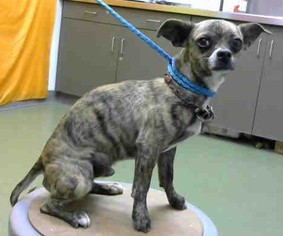 Chihuahua Dogs for adoption in Seattle, WA, USA