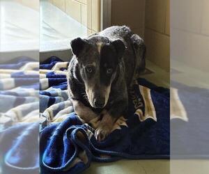 Texas Heeler Dogs for adoption in Riverside, CA, USA