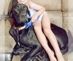 Great Dane Dogs for adoption in Spring Lake, NC, USA
