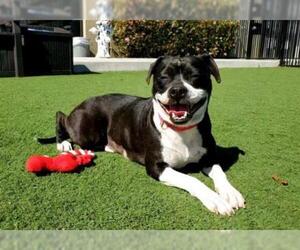 Boston Terrier-Unknown Mix Dogs for adoption in Santa Clara, CA, USA