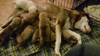 Medium Photo #1 Alaskan Husky-Siberian Husky Mix Puppy For Sale in Millersville, NJ, USA