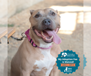 Mutt Dogs for adoption in Philadelphia, PA, USA