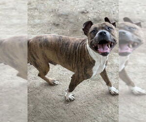 Mutt Dogs for adoption in Riverside, CA, USA