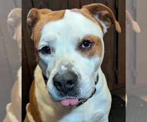 American Pit Bull Terrier-Unknown Mix Dogs for adoption in Rochester, NY, USA