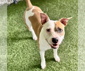 American Staffordshire Terrier-Unknown Mix Dogs for adoption in Tavares, FL, USA