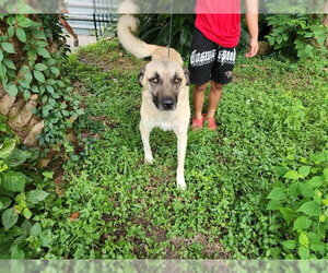Anatolian Shepherd-Unknown Mix Dogs for adoption in Houston, TX, USA