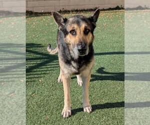 German Shepherd Dog-Unknown Mix Dogs for adoption in Rockwall, TX, USA