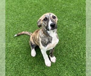 German Shepherd Dog Dogs for adoption in Sugar Land, TX, USA