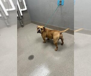 Bulldog-Unknown Mix Dogs for adoption in Las Vegas, NV, USA