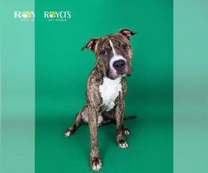 American Bulldog-Unknown Mix Dogs for adoption in West Valley, UT, USA