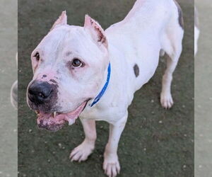 Mutt Dogs for adoption in Las Vegas, NV, USA