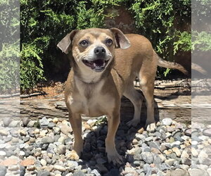 Chiweenie Dogs for adoption in Albuquerque, NM, USA
