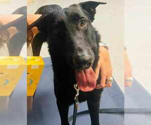 German Shepherd Dog Dogs for adoption in Plantation, FL, USA