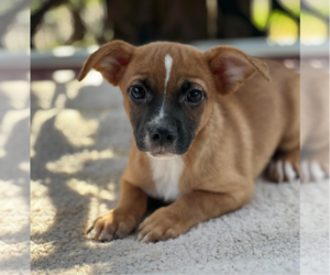 Chihuahua Dogs for adoption in Redmond, WA, USA