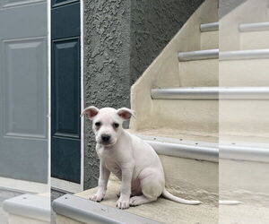 American Pit Bull Terrier-Unknown Mix Dogs for adoption in Dana Point, CA, USA